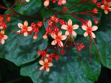 5 Beautiful Flowers That Are Native To Malaysia Ferns N Petals