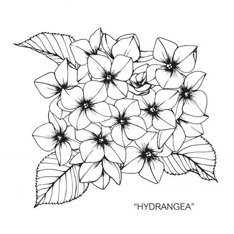 I think these would look lovely cut out and stuck along the bottom of a window to look like a window these beautiful flowers will look even prettier if the kids get the answers to the sums correct and use the right colours! Hydrangea Flower in 2020 | Hydrangea flower, Hydrangea, Drawings