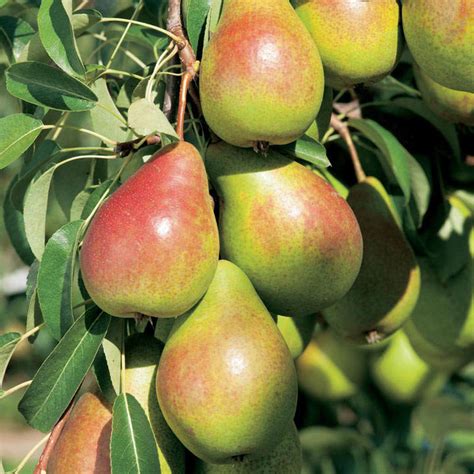 Check spelling or type a new query. Gourmet Fruit Tree - Pear - All Fruit Trees - Fruit Trees ...