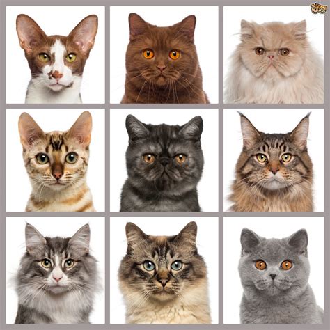 How To Choose Your Cats Breed Cat Tree Uk