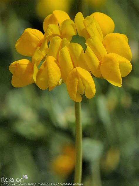 Coronilla Minima Flora On