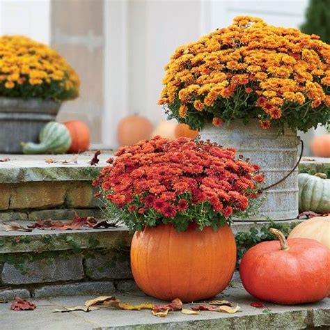Southern Living Mumkin Potted Mums Fall Garden Decor Fall Container