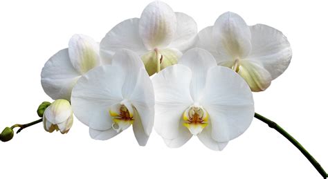 Download Orchid Орхидеи Пнг Png Image With No Background