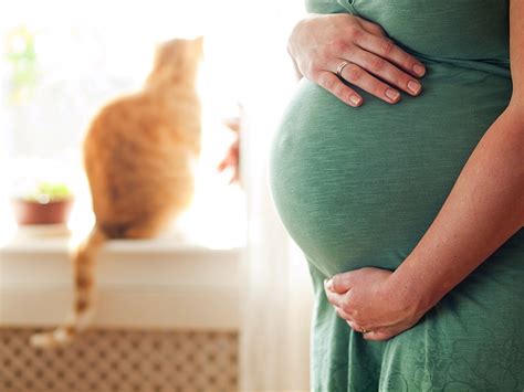 Pregnant Women And Cats Pawversity