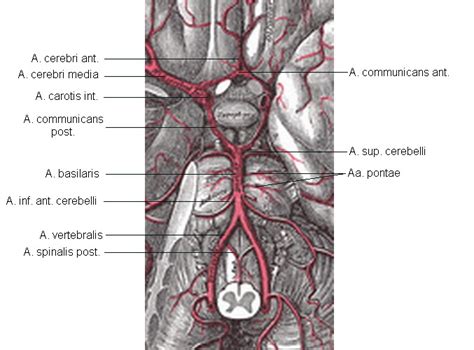 Arteria Basilaris