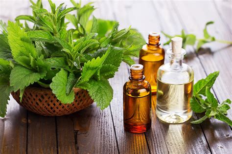 How to Make Peppermint Oil with Easy Steps | New Health Advisor
