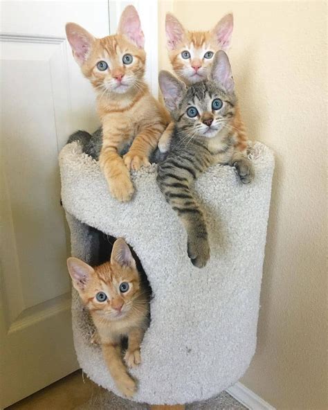 Pin By Sweetcattime On Sweet Cats Beautiful Kittens Pretty Cats