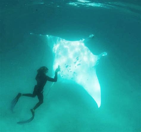 White Wolf Giant Manta Ray ‘begs Snorkeler To Help Save Her Life In