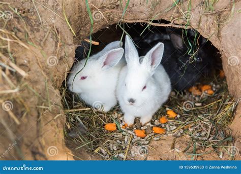 Little Rabbits Are Sitting In A Hole Stock Photo Image Of Hare