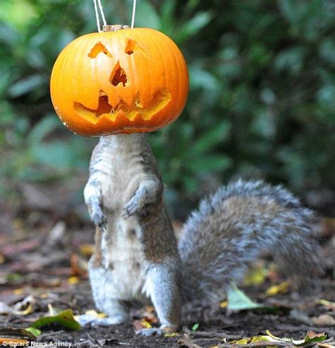 Squirrel With Its Head Wedged In A Pumpkin Struggles To Get Some Nuts