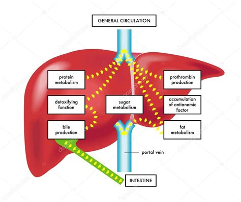 And converting certain amino a liver function important to digestion is bile secretion. illustration des fonctions du foie — Image vectorielle ...
