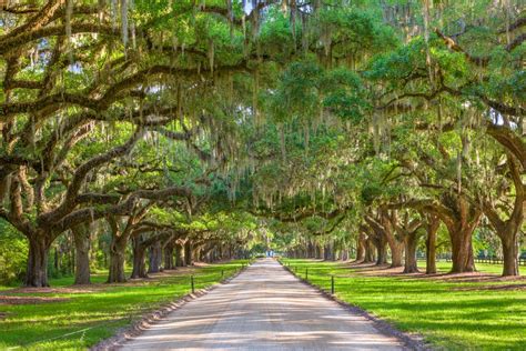 10 Best Things In The Charleston Historic District To Do