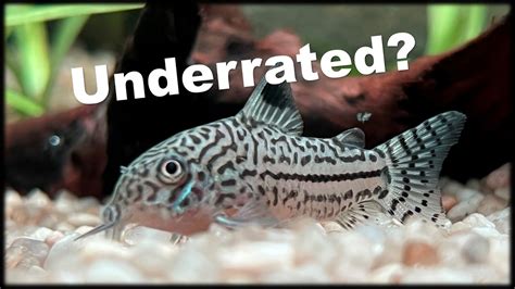 Corydoras Julii Catfish Underrated Clean Up Crew Youtube