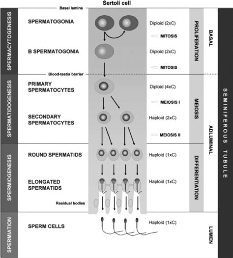 1 Diagram Summarizing The Different Phases Of The Spermatogenesis The