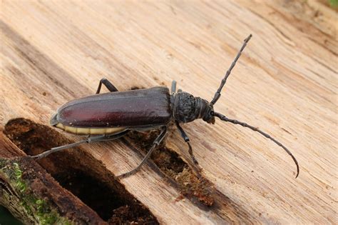 Le Capricorne Des Maisons Termite Bois