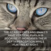 10+ Amazing Cat Facts That You Probably Didnt Know | Funny Cats & Kittens