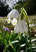 PlantFiles Pictures: Spring Snowflake, St. Agnes' Flower (Leucojum ...