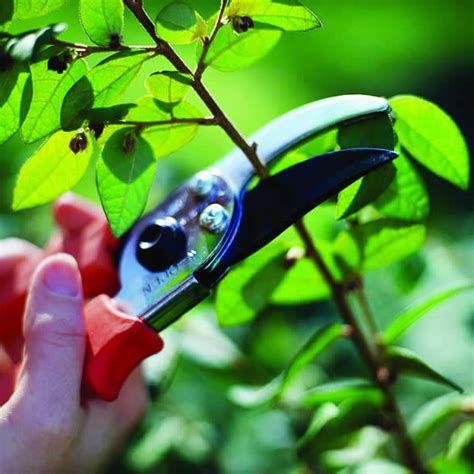 Pruning 101 Basics Of Pruning Small Trees And Shrubs Pasquesi Home And