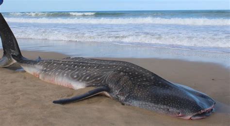 Killed Whale Shark Found On Beach George Herald