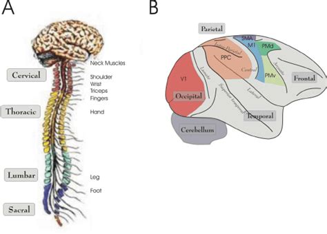 A Lateral View Of The Human Brain And Spinal Cord The Four Sections