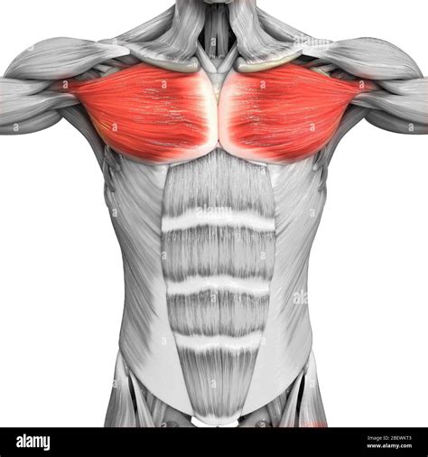 Human Muscular System Parts Pectoral Muscle Anatomy Stock Photo Alamy