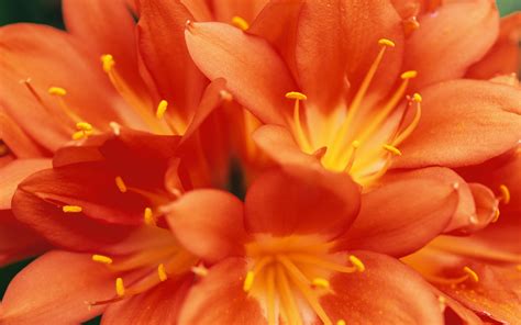 More Beautiful Orange Flowers Hd Wallpaper Flgrx Graphics