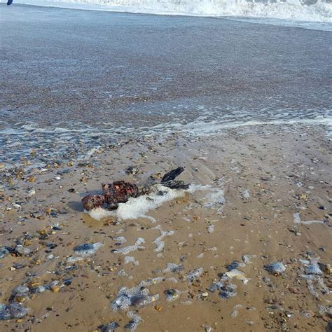 Mystery Over Rotting Body Of Dead Mermaid After Gruesome Remains Wash