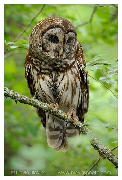 Barred Owl David Blevins Nature Photography