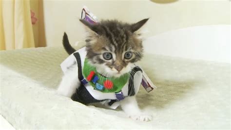 Youtube On Twitter What If Buzz Lightyear Was A Cat
