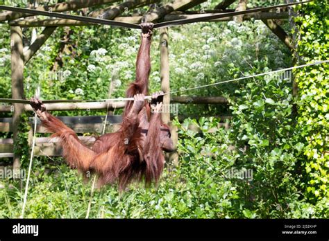 A Young Bornean Orangutan Pongo Pygmaeus Swinging Up Side Down On Two