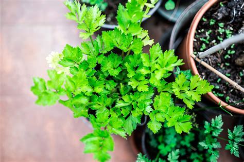 Medicinal Herbs You Can Grow | Reader's Digest