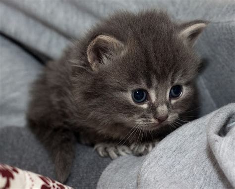 Cute Little Gray Kitten Super Tiny Cuteness Pinterest