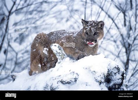 Cougar Felis Concolor Captive Columbia Falls Mt Usa Stock Photo