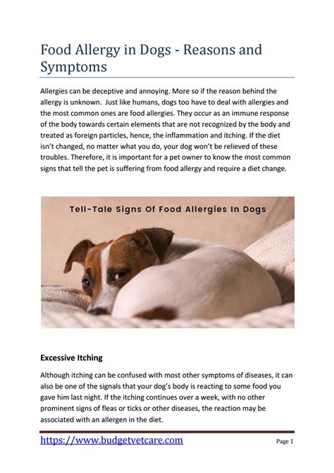 Food Allergy In Dogs Reasons And Symptoms By Budgetvetcare Issuu