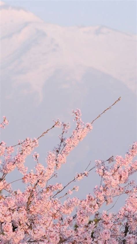 sakura wallpaper | Tumblr | Aesthetic backgrounds, Pastel pink