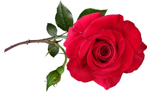 Rose, Red, Flower, Stem, Perfume, Garden, NatureRose Red Flower Stem ...