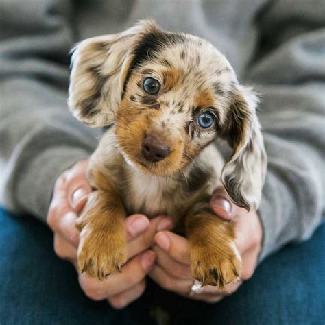Miniature Long Haired Dachshunds Animals
