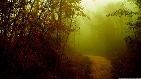 Misty Path Forest Fall Autumn Foggy Fog Mist Darkness Dark