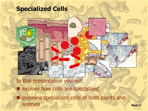Review Specialized Cells Ppt