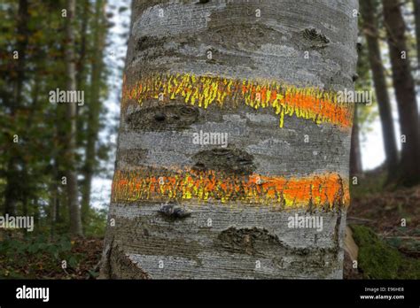 Stamm Der Buche Fotos Und Bildmaterial In Hoher Auflösung Alamy