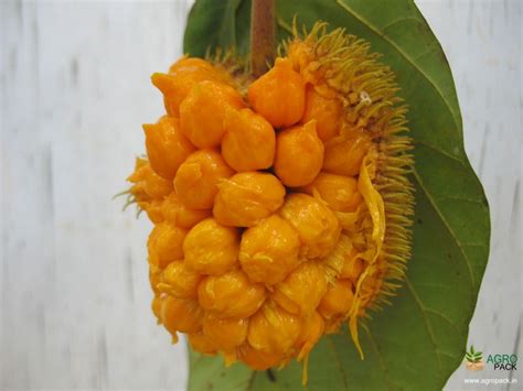 Anjili Chakka Plant For Sale In India Online Plant Nursery