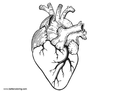 Printable Heart Anatomy Coloring Pages