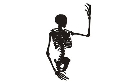 Skeletons Vector Pack For Adobe Illustrator