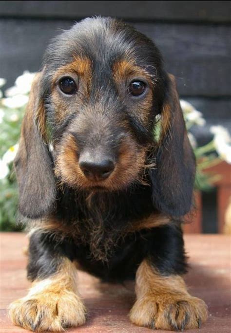 Breeder of smooth dachshunds akc conformation show prospects, incredible lifetime pets and field trial prospects. Baby doxie | Wire haired dachshund, Dachshund puppies, Puppies