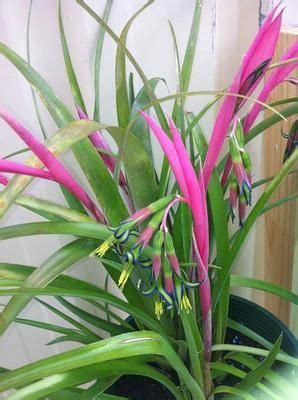 This means just about anybody can easily grow them to make their indoor spaces or garden more vibrant and attractive. Bilbergia Queens Tears | Colorful plants, Amazing flowers ...