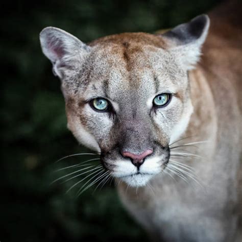 Wild Cougar Stock Photos Pictures And Royalty Free Images Istock