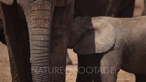 A Close Up Side Shot Of A Juvenile African Elephant Loxodonta Africana