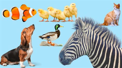 Animals Name And Sound Learn Animals Species In English I Roar Animals