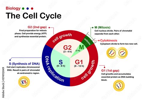 Plakat Biology Diagram Show Infographic Of Cell Cycle The Growth Dna