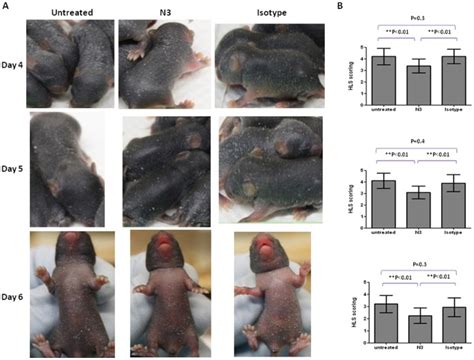 A And B 1 Day Old Hscarb2 Transgenic Mice N 910group Were
